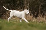 DOGUE ARGENTIN 111